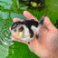 AAA Grade Panda Oranda Male 5 inches #0920OR_26