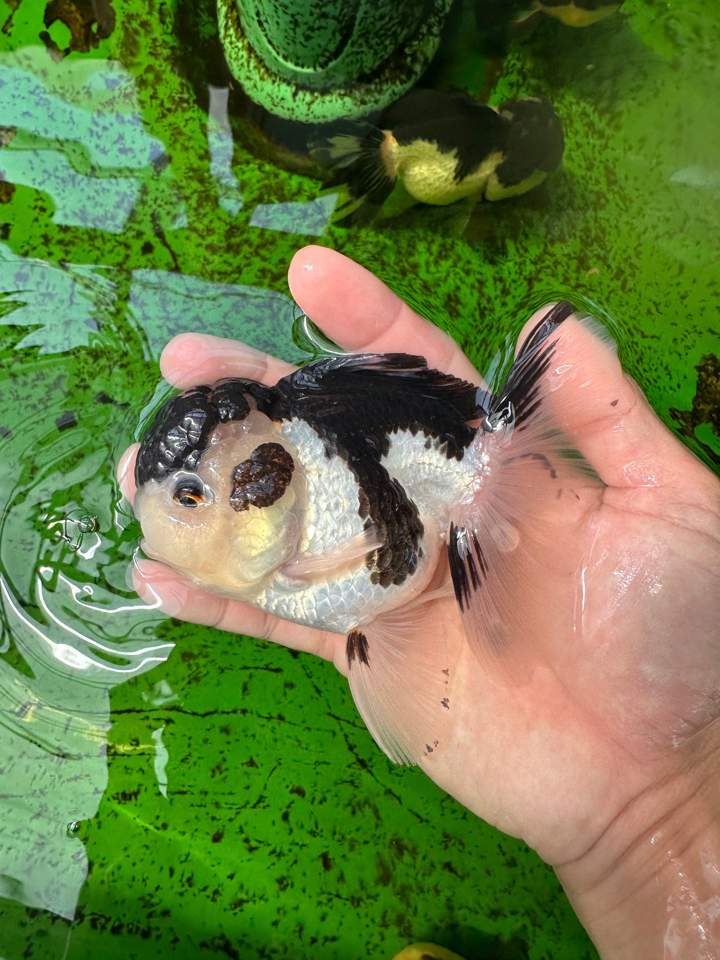 AAA Grade Panda Oranda Male 5 inches #0920OR_26