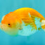 Red White Lionchu Female 4 inches #081426LC_19