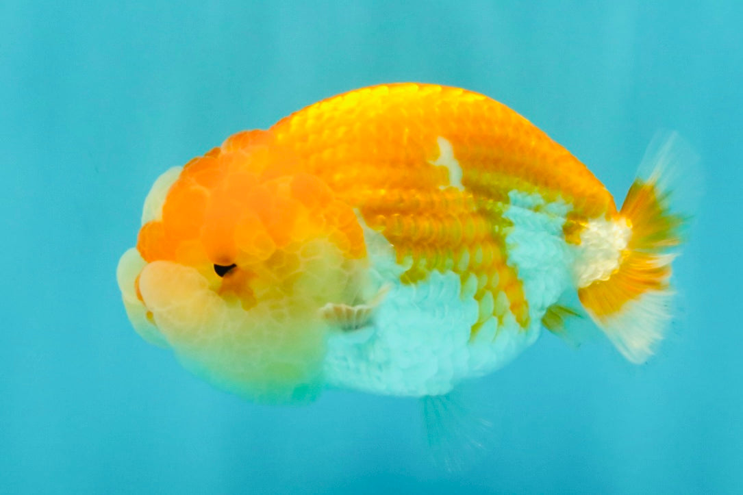 Red White Lionchu Female 4 inches #081426LC_19