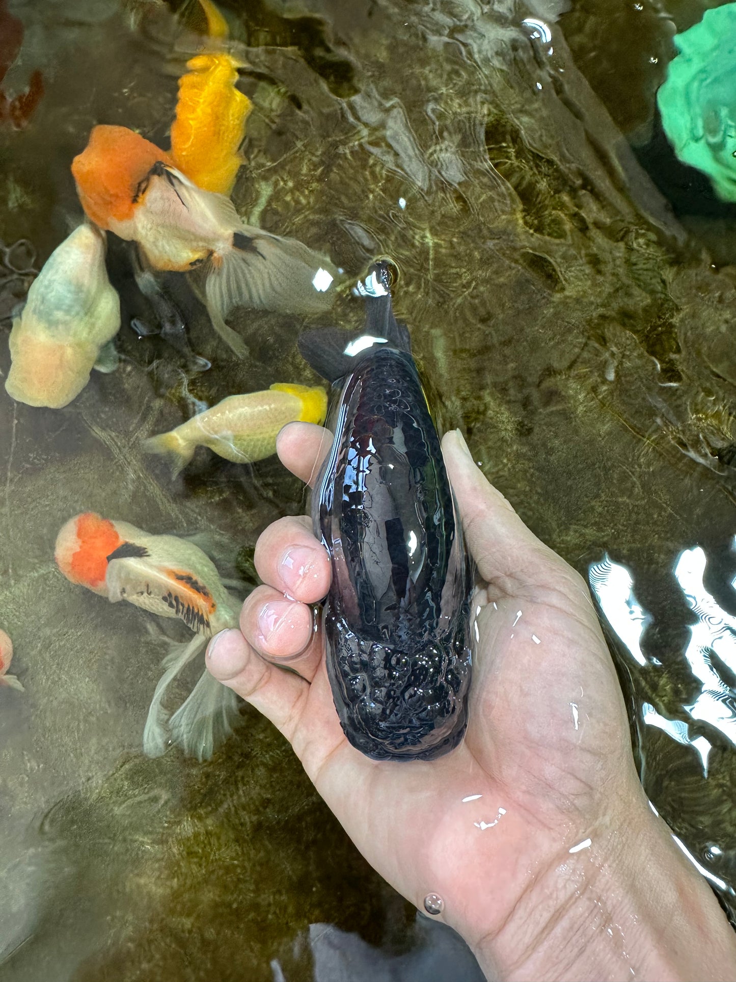 A Grade Black LionKing 5-5.5 inches #070425LC_07