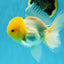 Big Wen A Grade Lemonhead Oranda Male 5 inches #042525OR_07