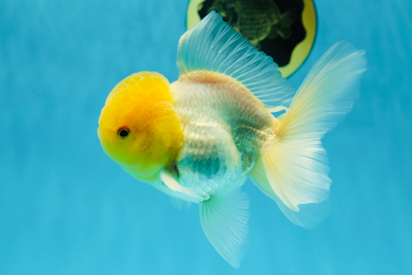Big Wen A Grade Lemonhead Oranda Male 5 inches #042525OR_07