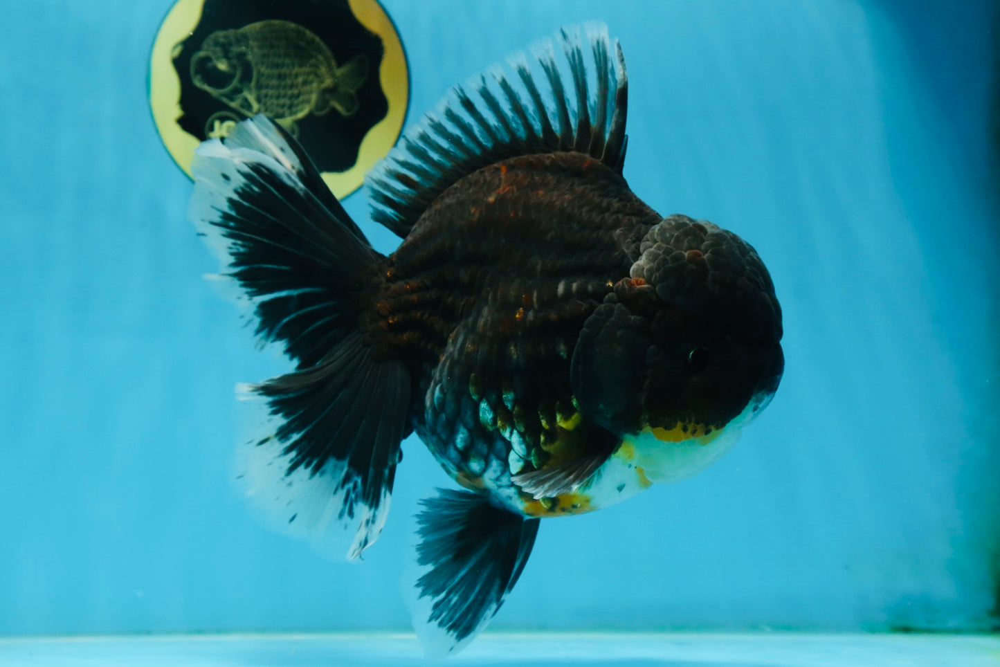 RARE AAA Grade SUPER GIANT Godzilla Kirin Oranda Female 7 inches #082225OR_07