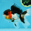 A Grade Tricolor Oranda Male 5.5 inches #051625OR_30