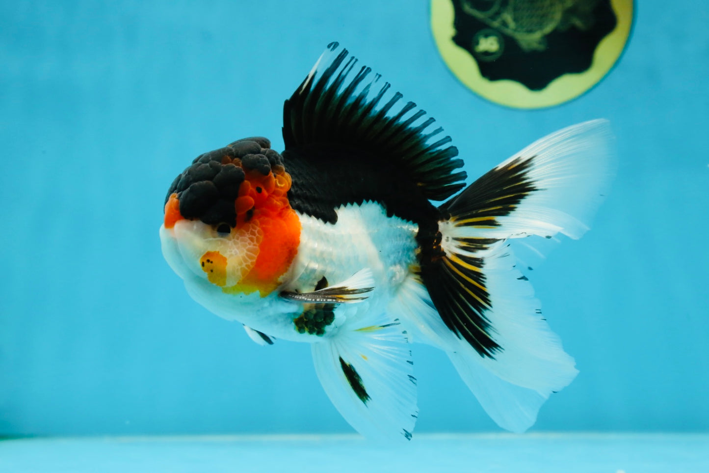 A Grade Tricolor Oranda Male 5.5 inches #051625OR_30