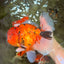 CHARLIE A Grade Tiger Oranda Male 7 inches #100926OR_10