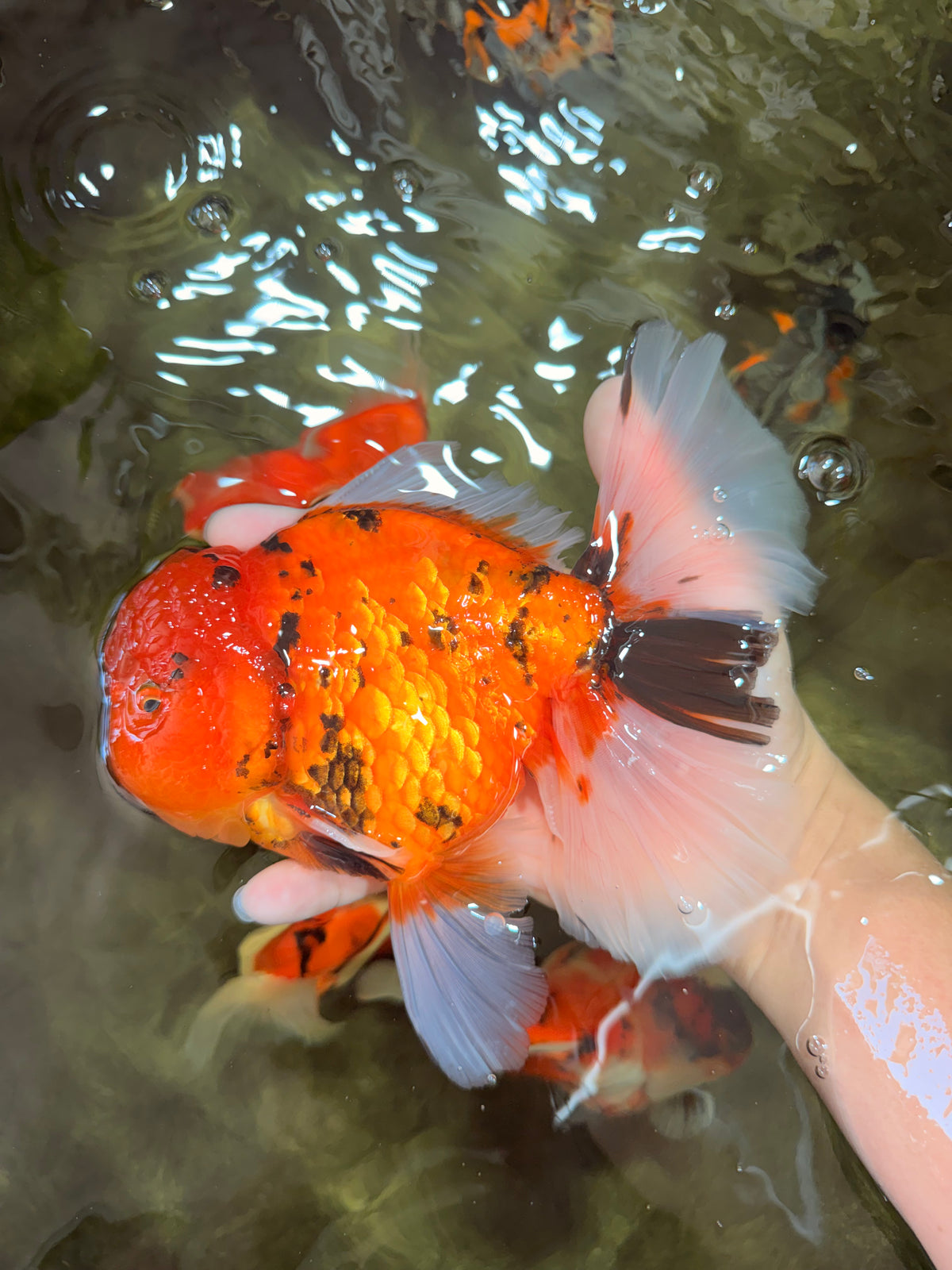 CHARLIE A Grade Tiger Oranda Male 7 inches #100926OR_10