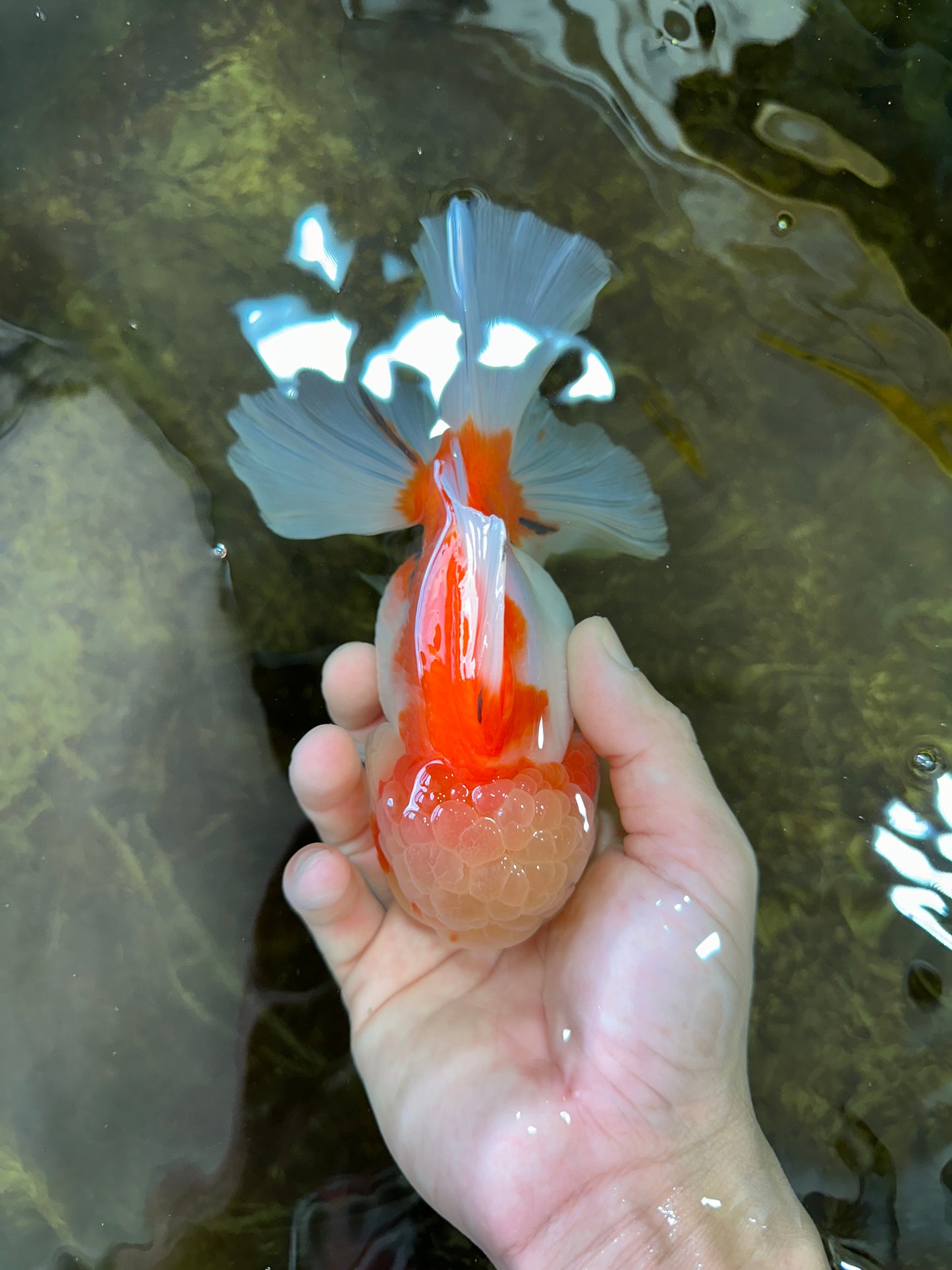 A Grade FLUFFY WEN Sakura Oranda Female 6  inches #091225OR_14