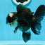 Panda Oranda Macho 4.5-5 pulgadas #0927OR_23