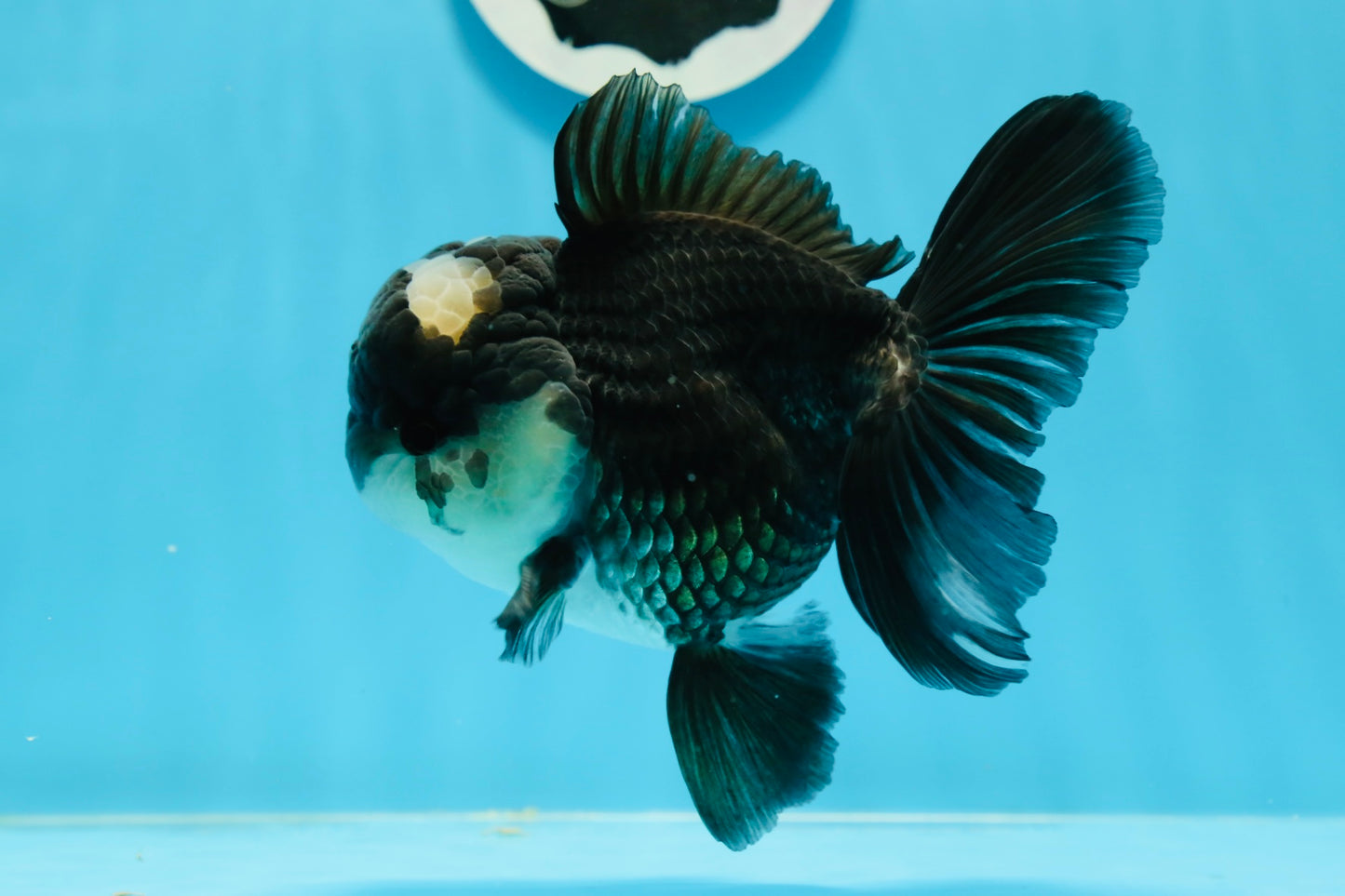 Panda Oranda Male 4.5-5 inches #0927OR_23