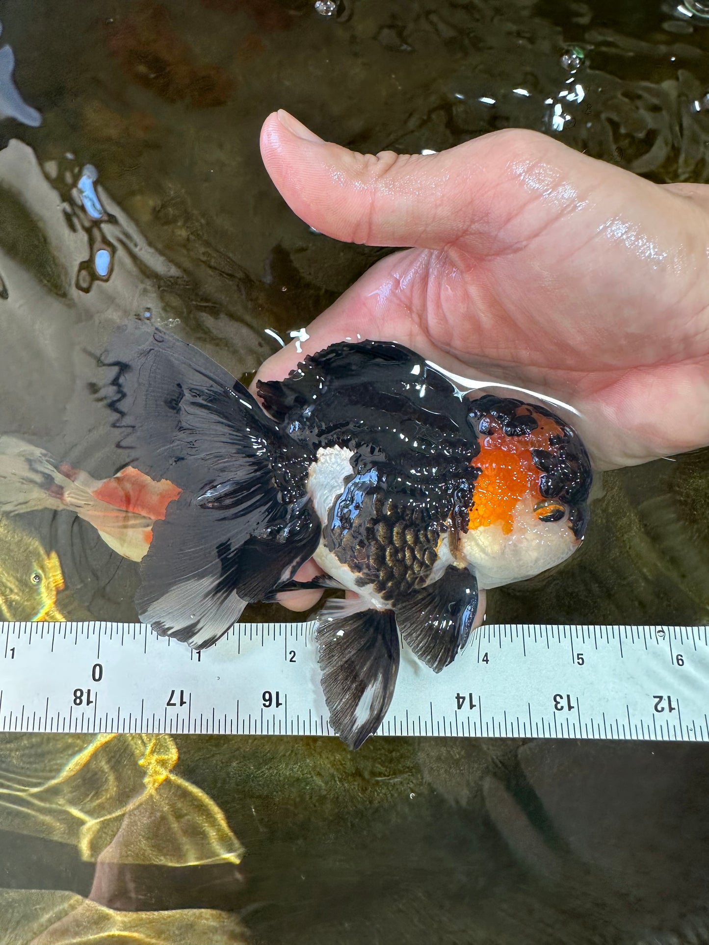 A Grade Chonky Tricolor Oranda Male 5 inches #062025OR_19