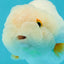 Snow Wen Red White Lionchu Female 3.5 inches #1011LC_24