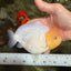 AAA Grade  Diamond Scale White Sakura Shark Ranchu Male 5.5 inches #100226RC_27