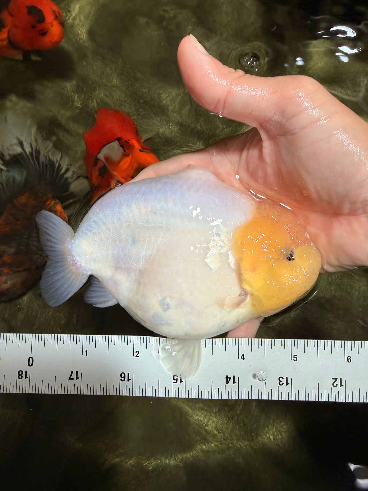 AAA Grade  Diamond Scale White Sakura Shark Ranchu Male 5.5 inches #100226RC_27