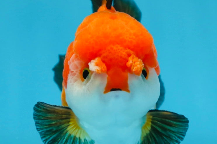 SUPER CUTE Tricolor Yuanbao Male 4.5 inches #071125YB_18