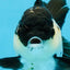 A Grade Killer Whale Panda Oranda Female 5-5.5 inches #100325OR_19