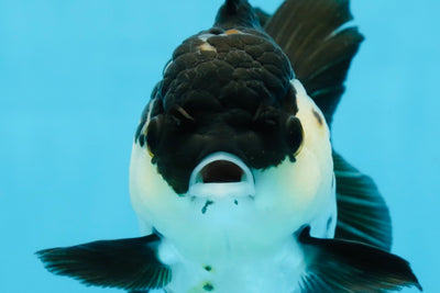 A Grade Killer Whale Panda Oranda Female 5-5.5 inches #100325OR_19