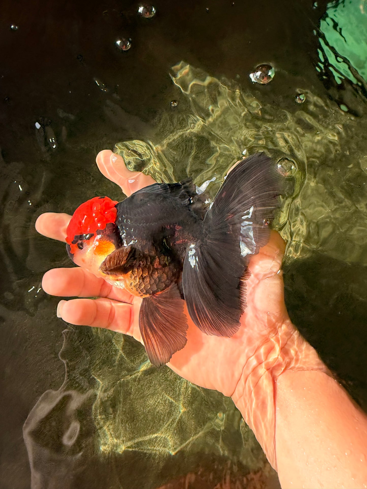 MUSTACHE A Grade Tricolor Oranda Male 5-5.5 inches #032726OR_11