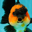 CHUBBY A Grade Apache Oranda Female 6 inches #071726OR_17