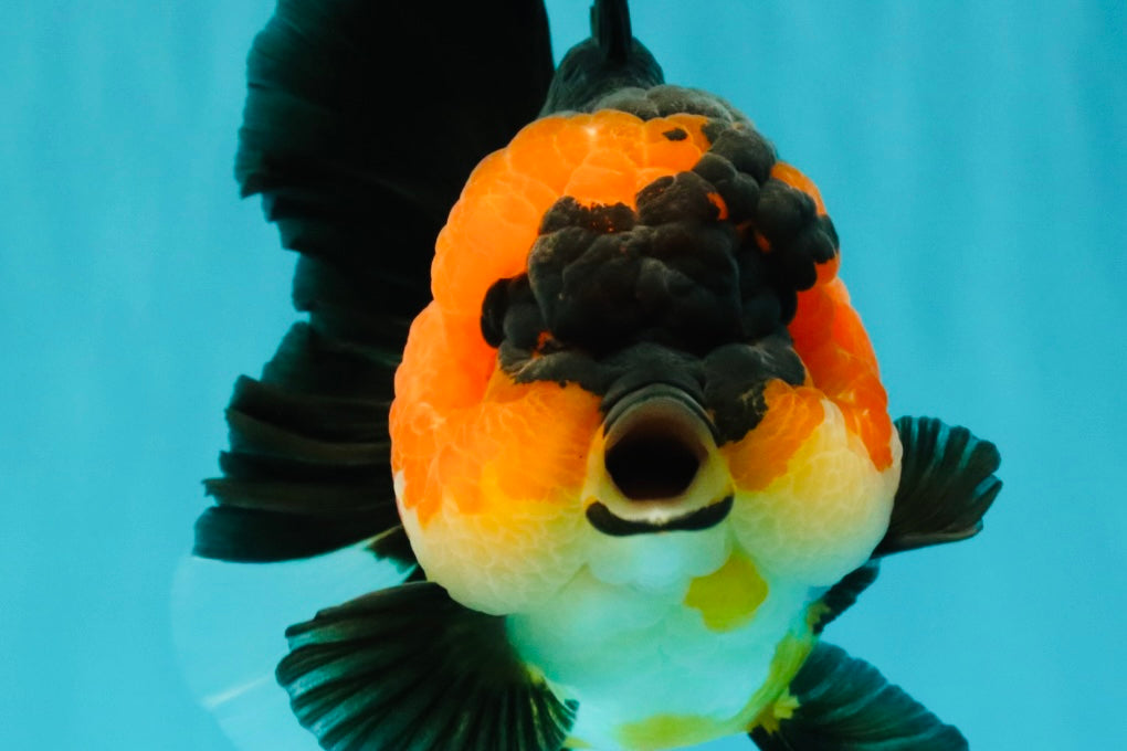 CHUBBY A Grade Apache Oranda Female 6 inches #071726OR_17