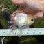 A Grade Panda Black Nose Button Eyes Oranda Female 5 inches #111524OR_19