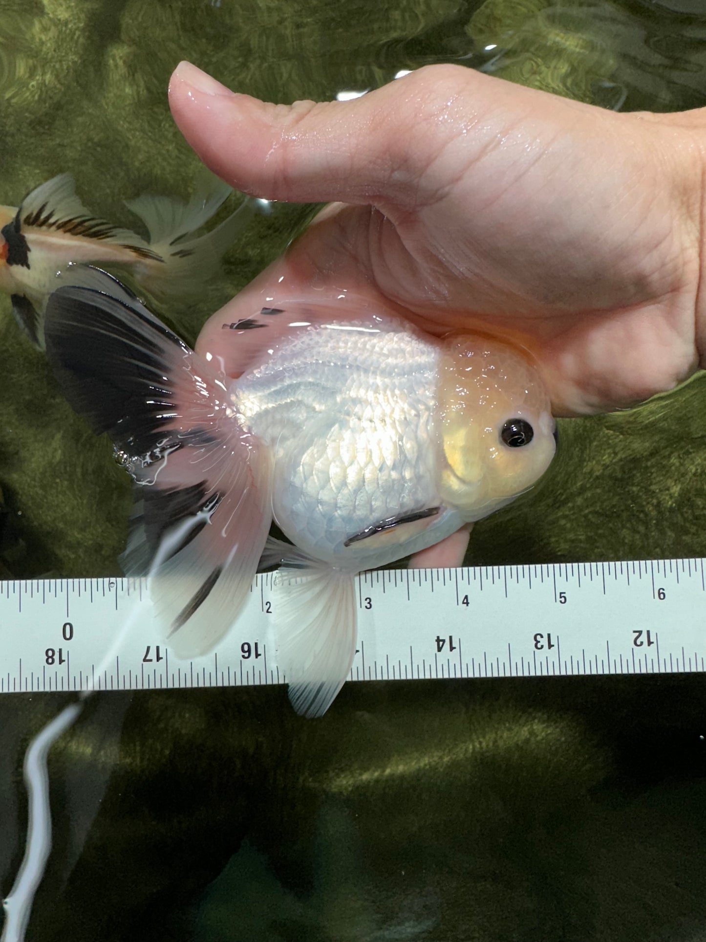 A Grade Panda Black Nose Button Eyes Oranda Female 5 inches #111524OR_19