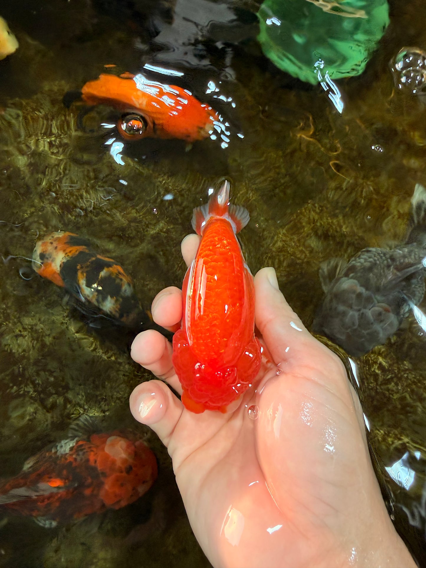 BIG WEN AAA Grade Red White LionQueen 4 inches #101725LC_06