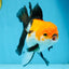 A Grade Tricolor Oranda Female 5.5-6 inches #111425OR_15