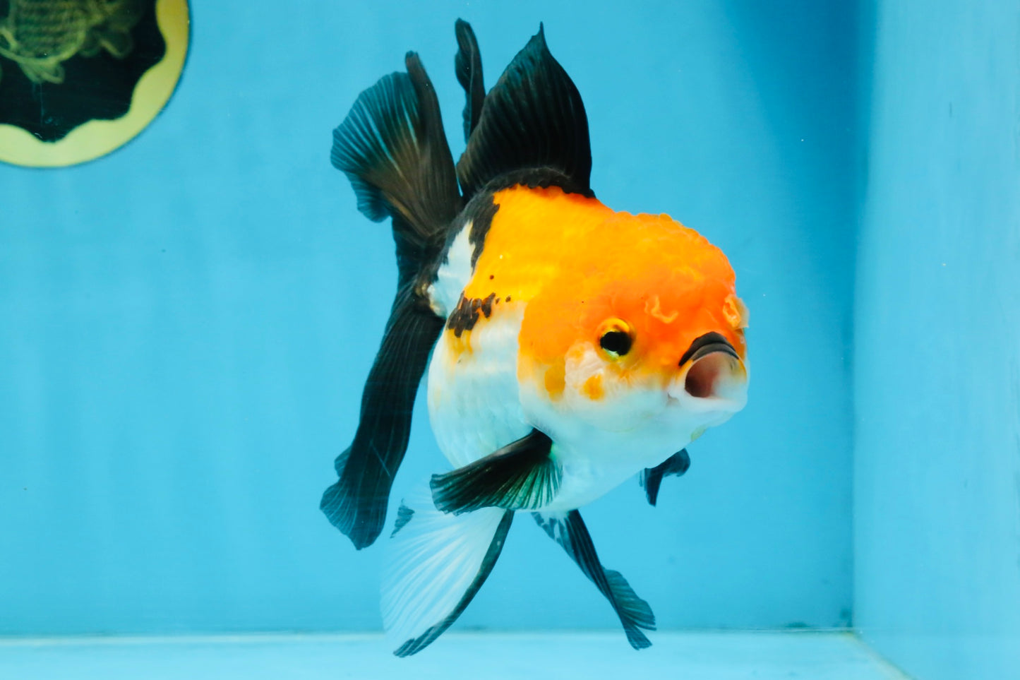 A Grade Tricolor Oranda Female 5.5-6 inches #111425OR_15