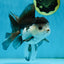 A Grade Panda Button Eyes Oranda Male 5-5.5 inches #011725OR_04