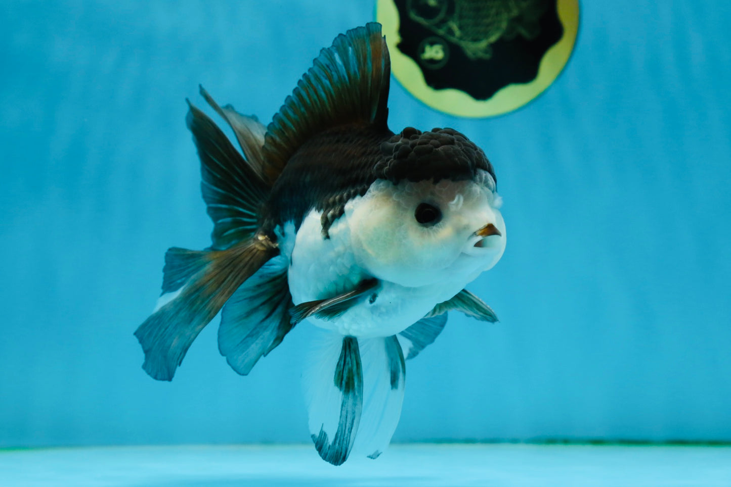 A Grade Panda Button Eyes Oranda Male 5-5.5 inches #011725OR_04