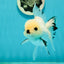 A Grade Panda Black Nose Button Eyes Oranda Female 5 inches #111524OR_19