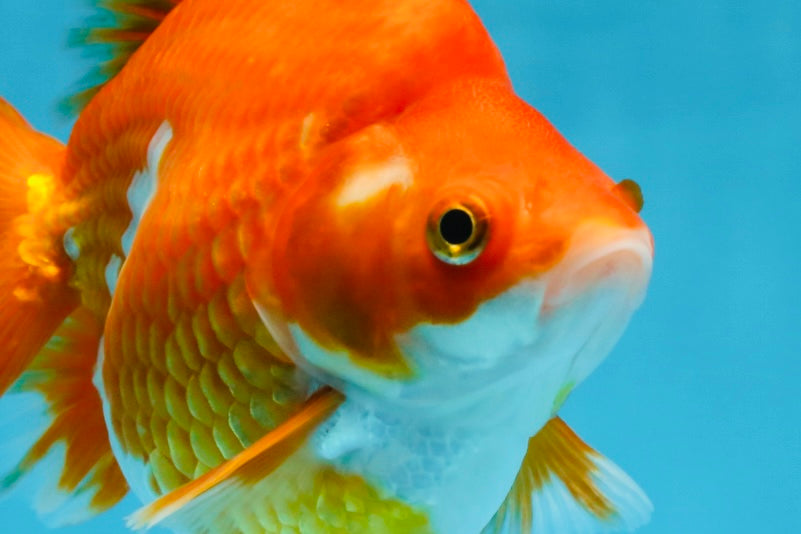 AAA Grade Ryukin Red White Female 5.5 inches #070425RK_02