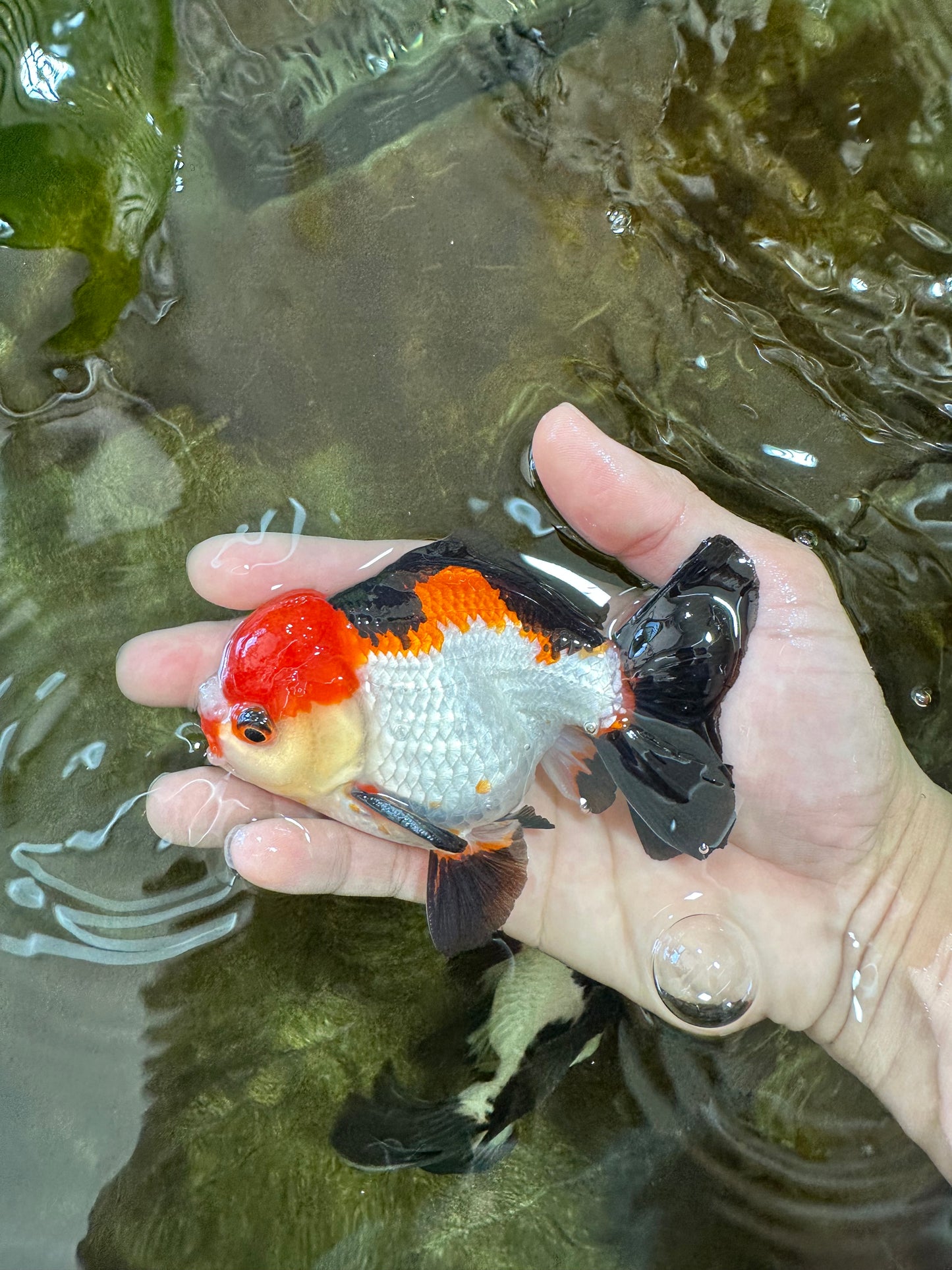 A Grade Pompom Tricolor Yuanbao Male 4.5 inches #062725YB_08