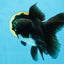 BATMAN A Grade Panda Oranda Male 5.5-6 inches #111425OR_19