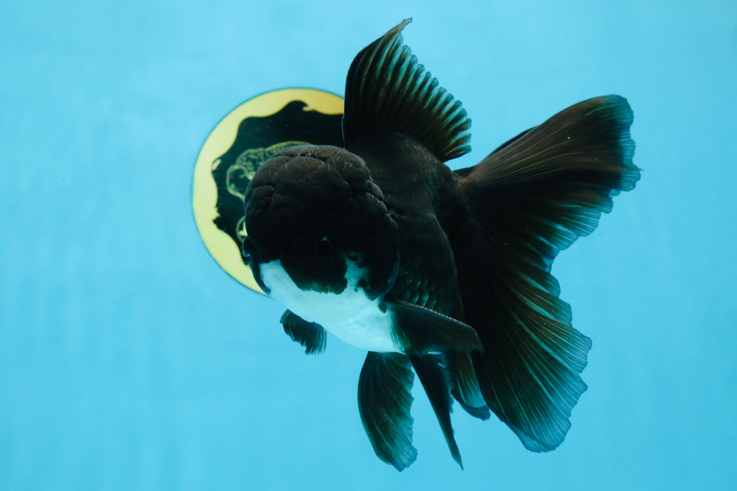 BATMAN A Grade Panda Oranda Male 5.5-6 inches #111425OR_19