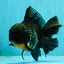 AAA Grade Kirin Oranda Male 6.5 inches #070626OR_14