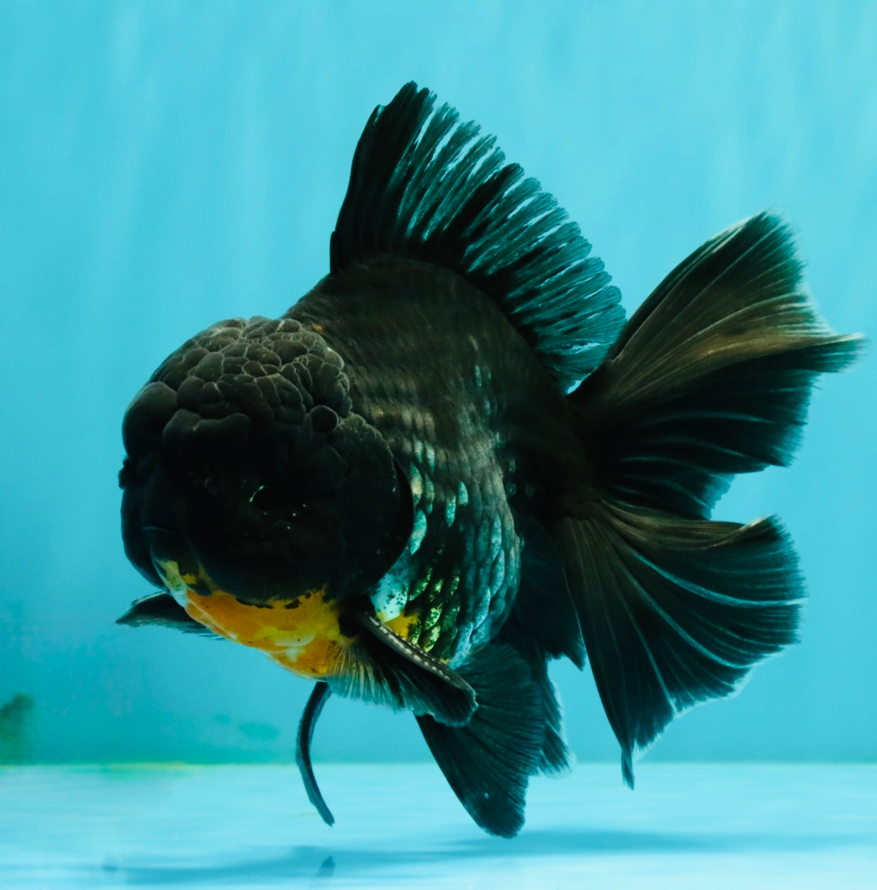 AAA Grade Kirin Oranda Male 6.5 inches #070626OR_14
