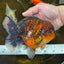 AAA Grade Super Chonky Tiger Godzilla Oranda Male 6 inches #072525OR_13
