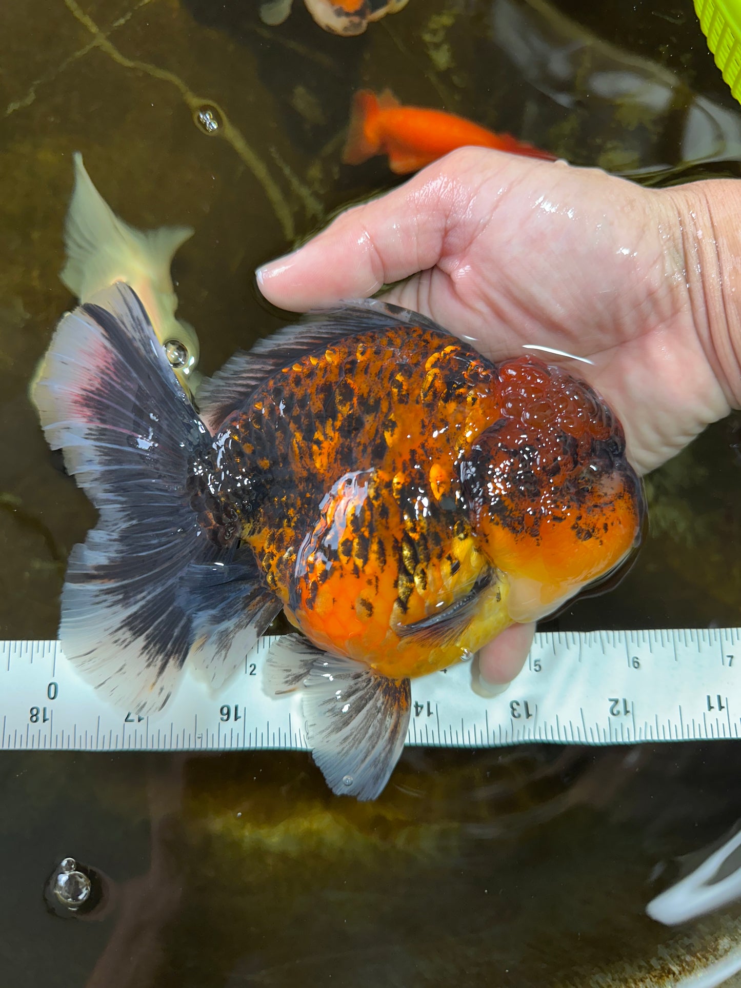 AAA Grade Super Chonky Tiger Godzilla Oranda Male 6 inches #072525OR_13