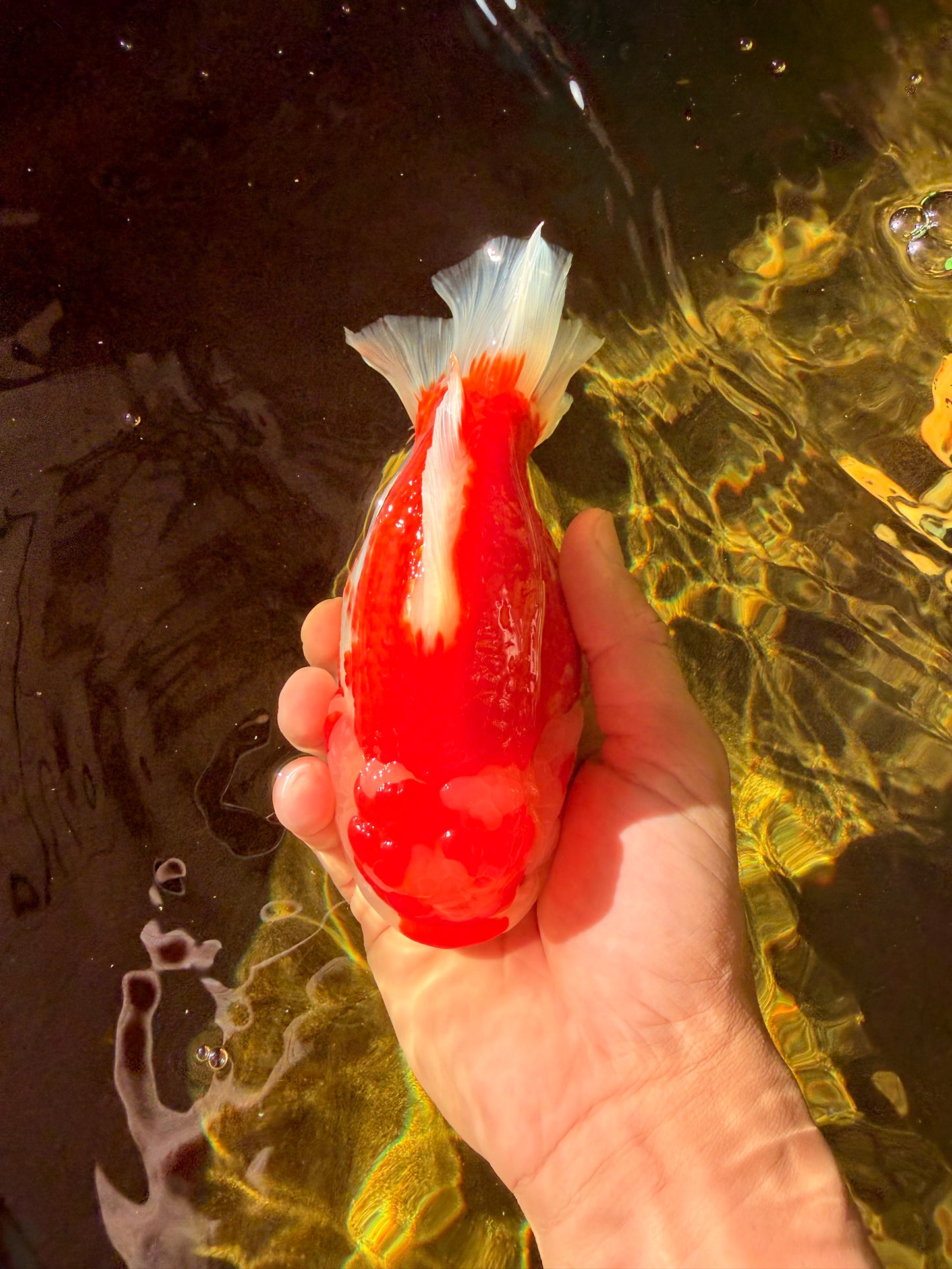 JUMBO A Grade Red White Yuanbao Male 5.5-6 inches #032026YB_22