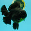 AAA Grade Broadtail Black Godzilla Oranda Male 7 inches #071026OR_01