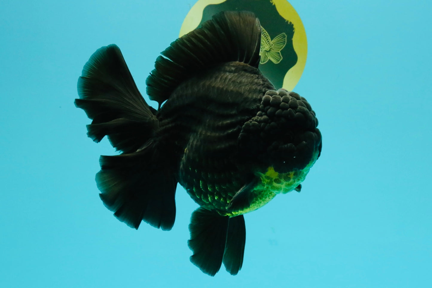 AAA Grade Broadtail Black Godzilla Oranda Male 7 inches #071026OR_01