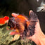 UNIQUE A Grade Lava Apache Oranda Male 5.5  inches #050826OR_04