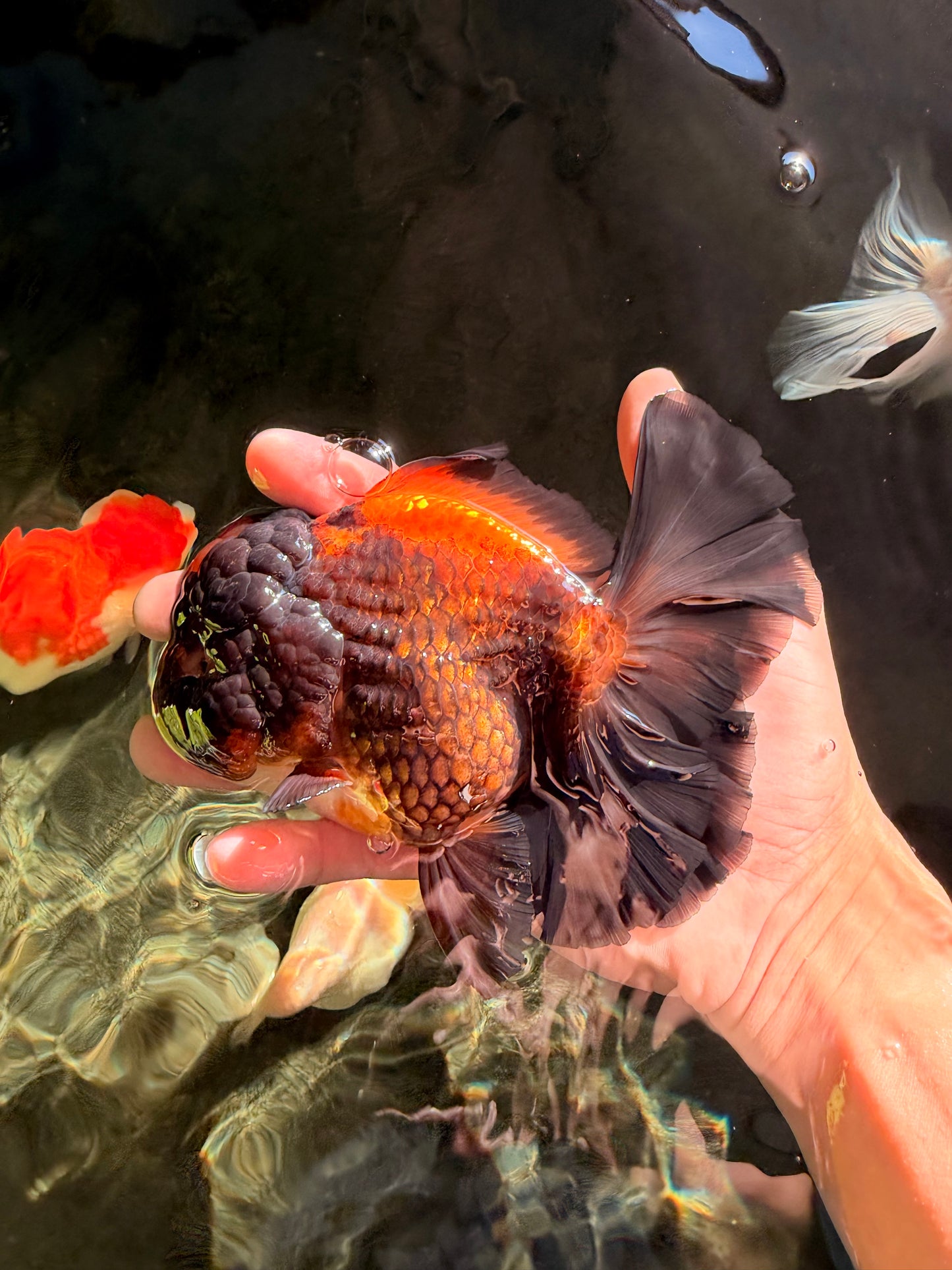 UNIQUE A Grade Lava Apache Oranda Male 5.5  inches #050826OR_04