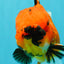 AAA Grade Jumbo Tiger Oranda Male 7.5 inches #031326OR_01