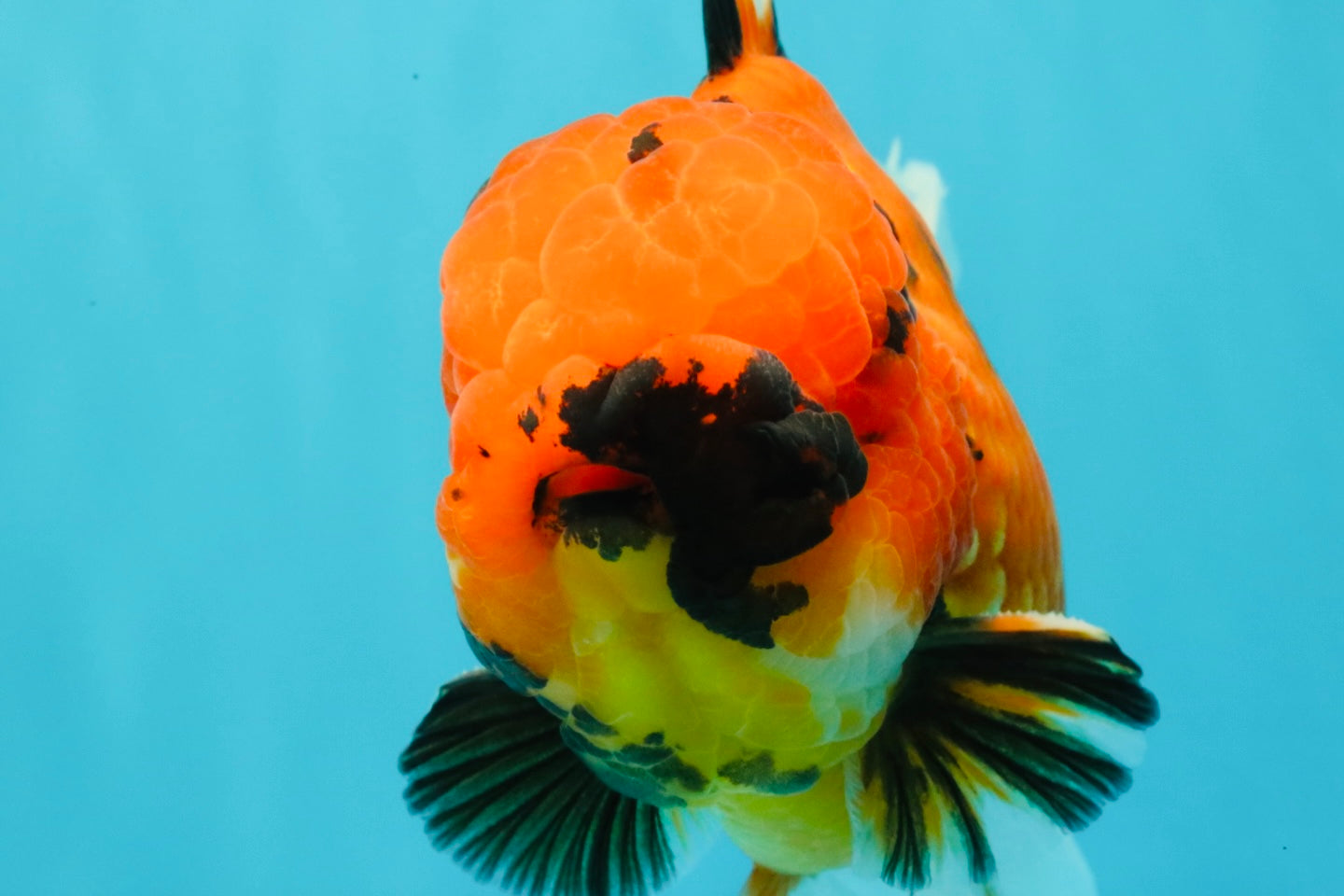 AAA Grade Jumbo Tiger Oranda Male 7.5 inches #031326OR_01