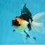 A Grade Tricolor Oranda Female 5 inches #080125OR_32