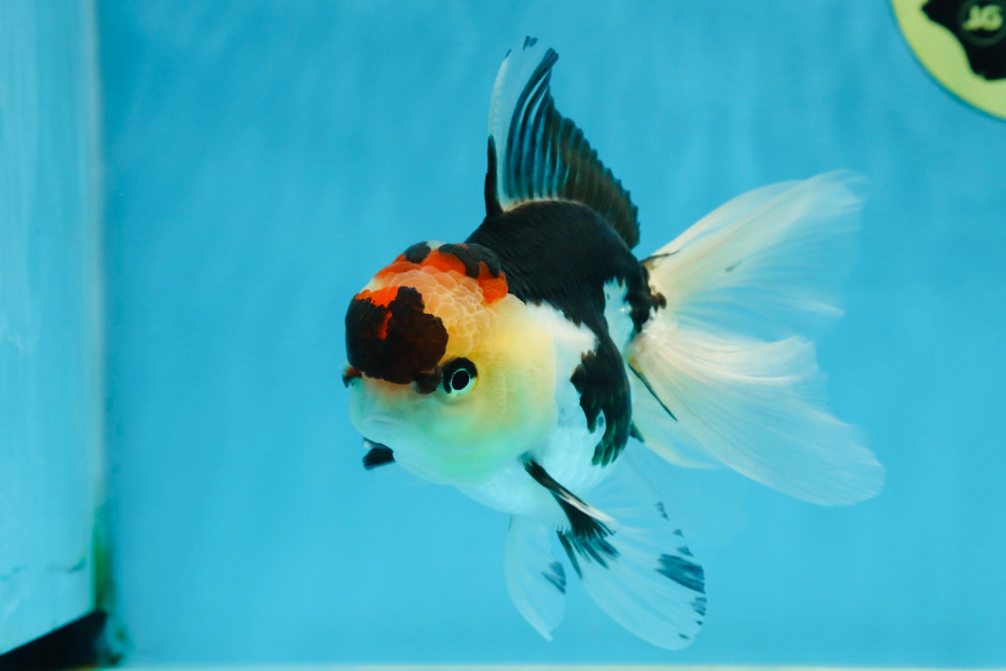 A Grade Tricolor Oranda Female 5 inches #080125OR_32